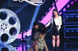 明星摸老虎搞笑,一场搞笑摸宠大作战